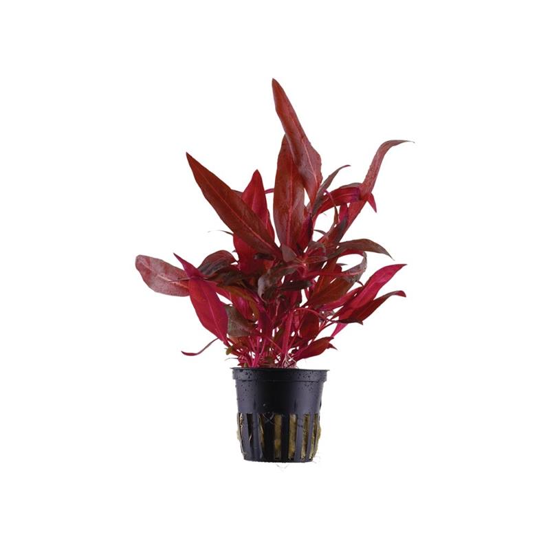 Planta acvariu Alternanthera Reineckii Rosanervig Tropica - imagine 4